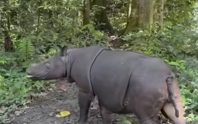 Hanya Tersisa Satu, Badak Kalimantan di Ujung Tanduk Kepunahan