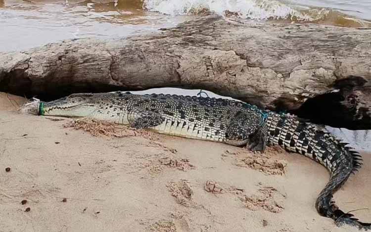 Warga Tangkap Buaya di Pantai Ujung Pandaran Kotim
