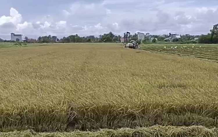 Harga Pembelian Pemerintah Tinggi Terhadap Gabah Dukung Semangat Petani dan Peningkatan Luas Tanam Padi