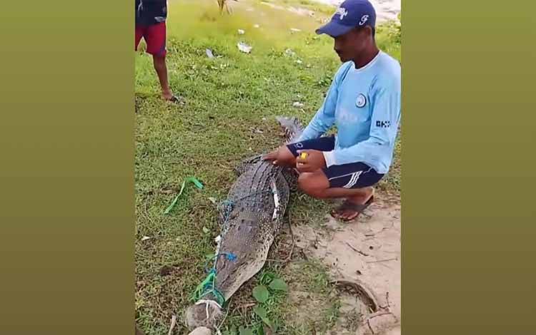Begini Kronologi Warga Tangkap Buaya di Pantai Ujung Pandaran Kotim