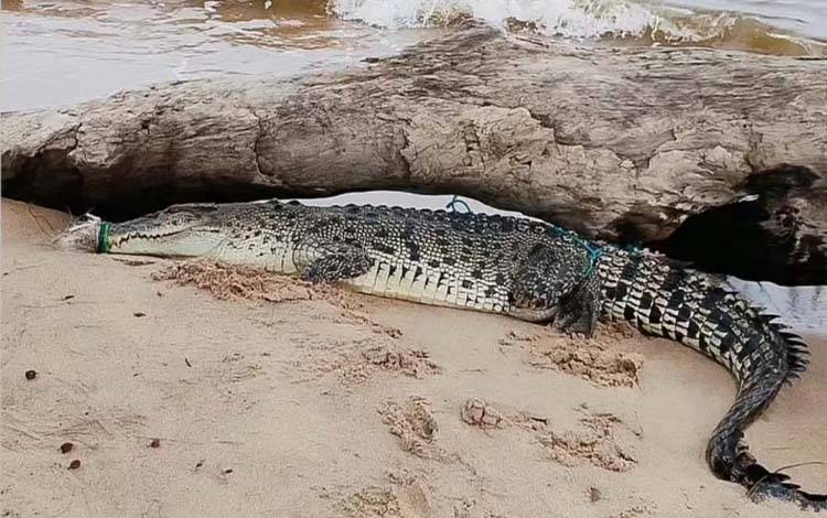 BKSDA Sampit Tegaskan Tak Berwenang Tangani Buaya Terikat di Pantai Ujung Pandaran