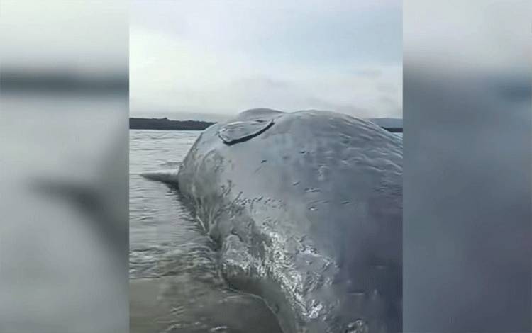 Warga Temukan Bangkai Paus Sepanjang 10 Meter di Pantai Totobo Kolaka