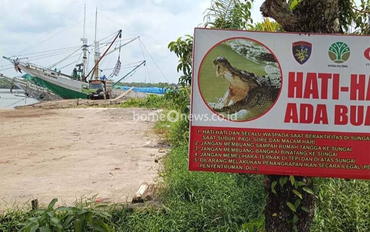 Kawanan Buaya Muncul di Pelabuhan H Asli Sampit