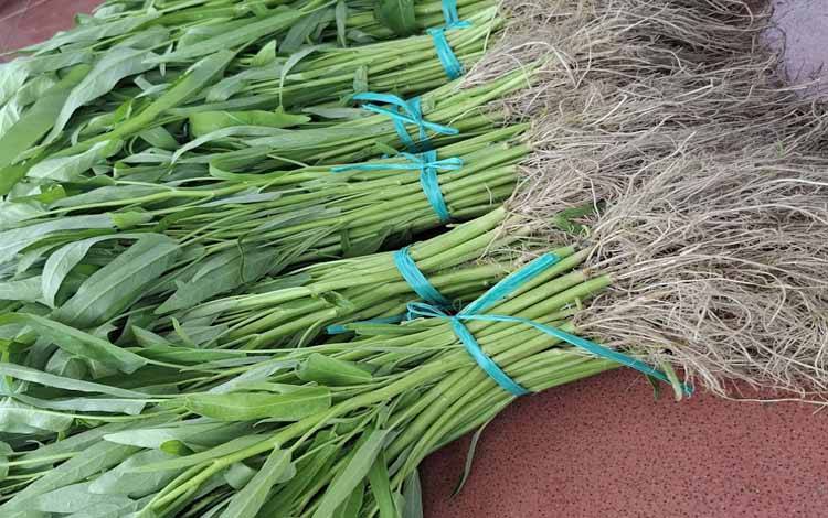 DPRD Palangka Raya Ingatkan Harga Kangkung Dijaga Agar Tidak Picu Inflasi