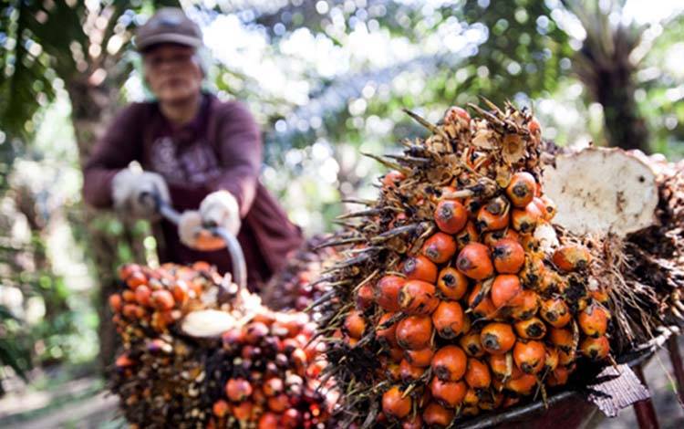 Ini Harga Lengkap TBS Sawit Kalteng Terbaru