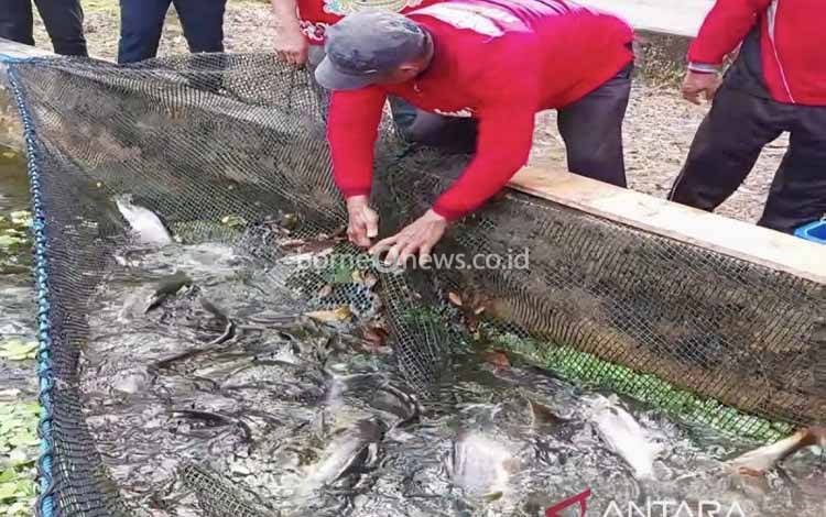 Budidaya Ikan Patin di Kotim Menjanjikan, Pokdakan Alam Salju Sejahtera Raup Omzet Miliaran