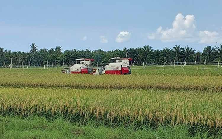 Masyarakat Kecamatan Teluk Sampit Berharap Adanya Alih Fungsi Kawasan Untuk Pertanian