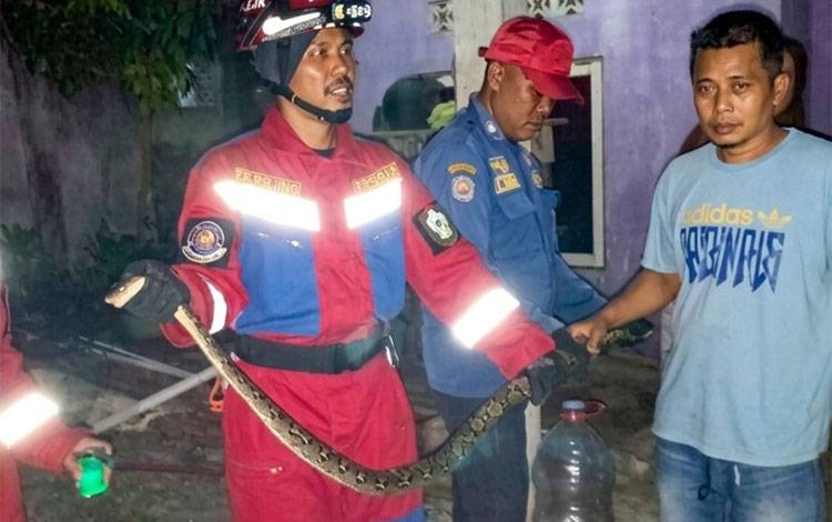 Disdamkarmat Kotim Catat 50-60 Kasus Ular Masuk Rumah Tiap Bulan, Banyak Jenis Kobra