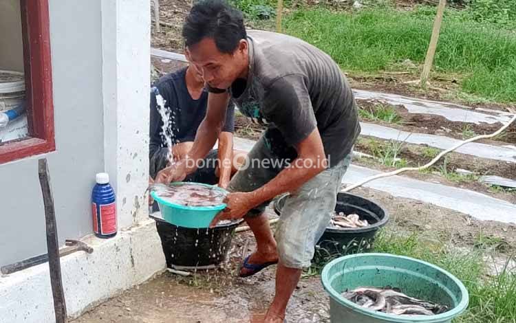 Uji Coba Pasok Lele ke Yonif TP 924, BUMDes Matabu Mulai Perkuat Rantai Pangan Desa