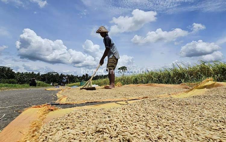 Pemerintah Perkuat Ketahanan Pangan Mandiri, Kalimantan Jadi Fokus Pengembangan