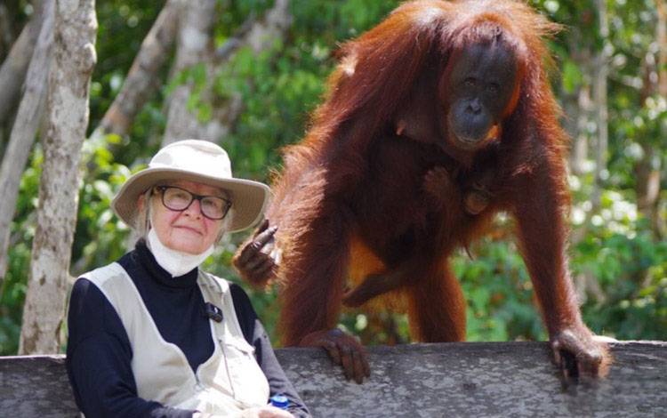 Birute Galdikas akan Dimakamkan di Pangkalan Bun, Proses Administrasi Pemulangan Masih Berlangsung