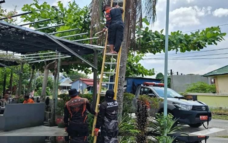 Pohon Kelapa Tersambar Petir, TRC BPBD Palangka Raya Segera Evakuasi Agar Tidak Tumbang