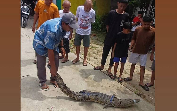 Balai Pengelolaan Kelautan Izinkan Buaya Tertangkap di Sampit Dilepasliarkan