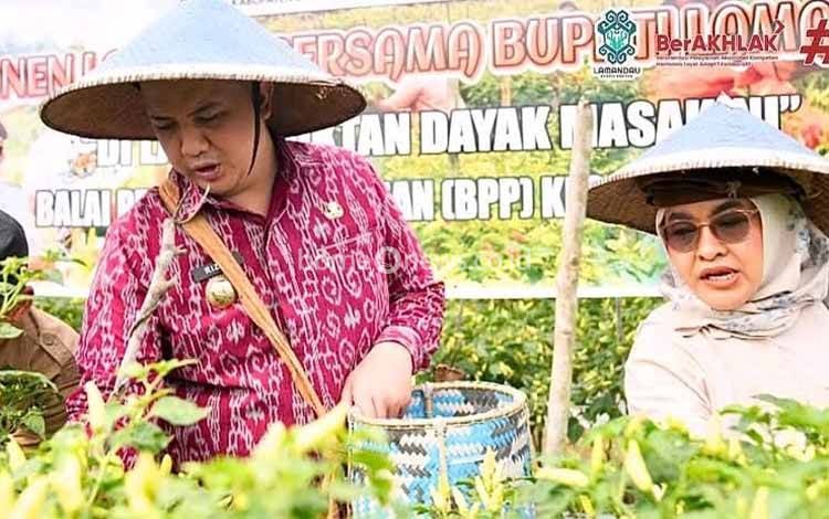 Bupati Lamandau Panen Cabai, Tekankan Pentingnya Kemandirian Pangan