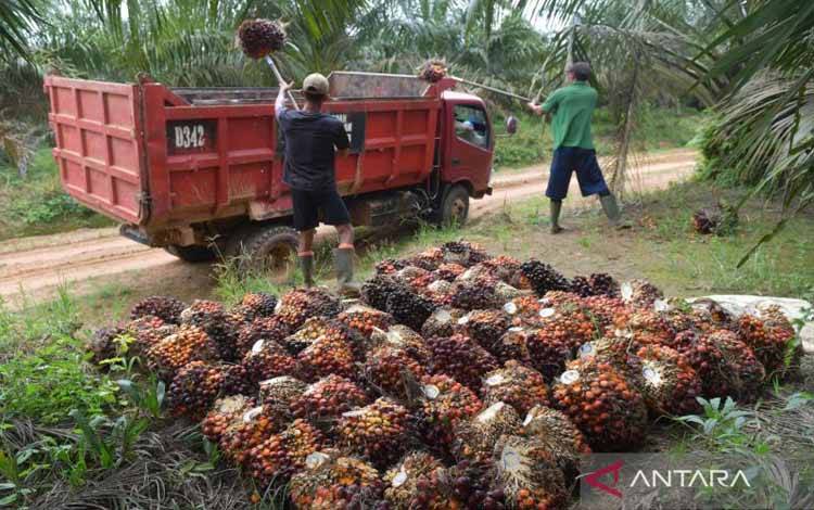 BPDP Diminta Perluas Program Pengembangan SDM Kelapa Sawit
