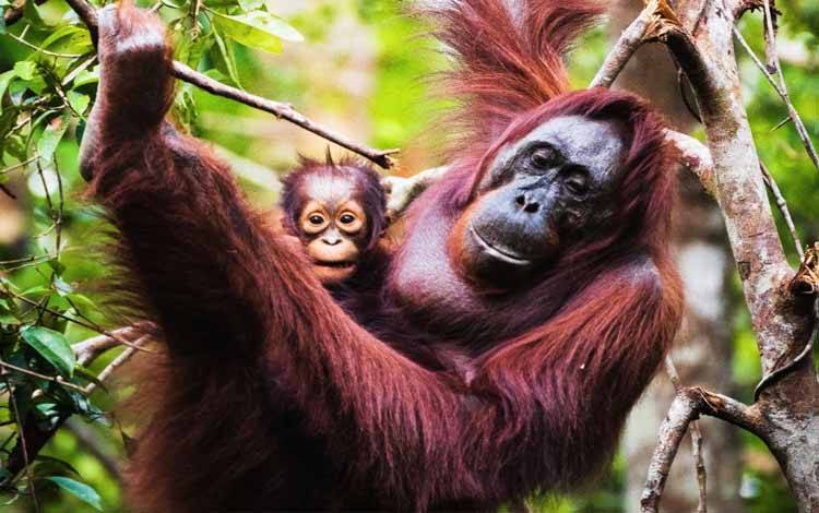 Konservasi Orangutan Jadi Sorotan dalam Kemitraan Kalteng dan Inggris