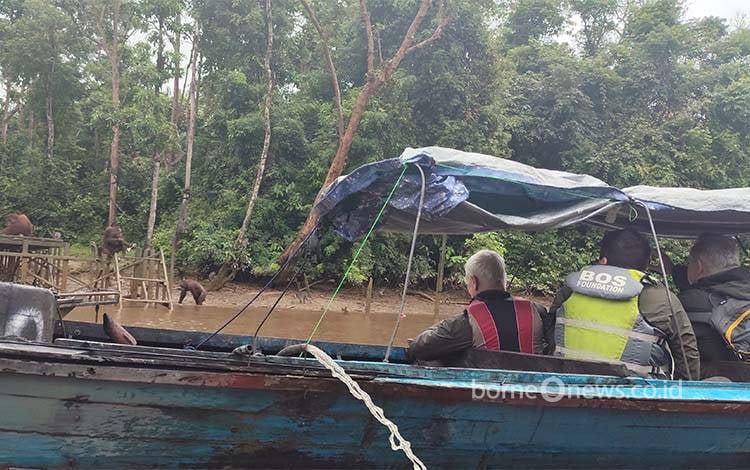 Delegasi Parlemen Inggris melihat langsung pemberian makan Orangutan di Pulau Salat, Desa Pilang, Kabupaten Pulang Pisau, Kalteng. (FOTO: TESTI PRISCILLA)