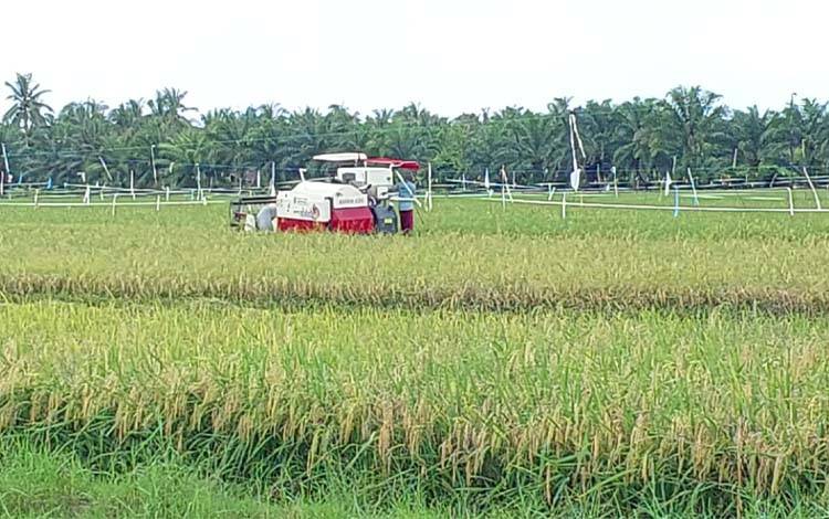 Dinas Pertanian Kotim Antisipasi Kekeringan Bagi Pertani Kotim
