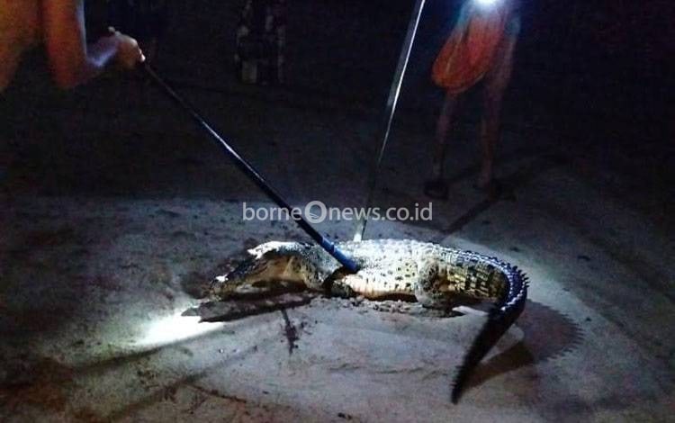 Buaya Diduga Ditombak Warga di Mentaya Hilir Selatan Kotim