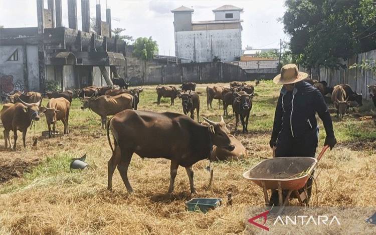 Arsip - Pedagang sapi di Sampit, Kalteng. ANTARA/Devita Maulina