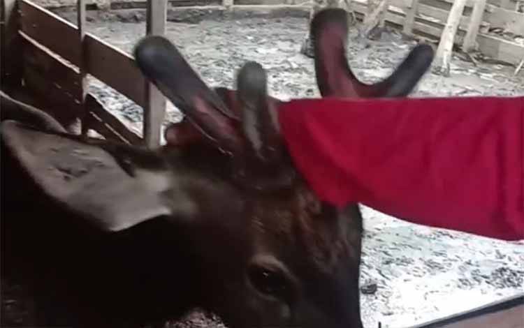 Viral Rusa Dilindungi Berada di dalam Kandang Warga Pulau Hanaut