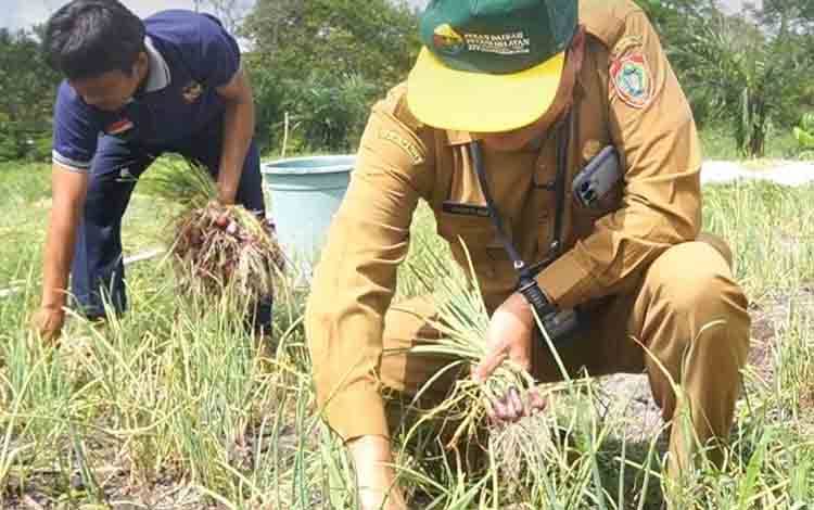 Dinas TPHP Kalteng Klaim Panen Bawang Merah di Tangkiling Capai 3 Ton