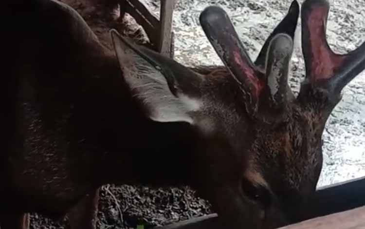 Tangkapan layar video rusa di Kecamatan Pulau Hanaut yang beredar di media sosial. (FOTO: IST)