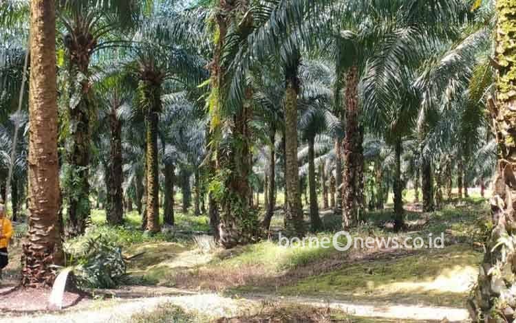 Industri Sawit Tegaskan Komitmen Dukung Ekonomi Hijau dan Keberlanjutan