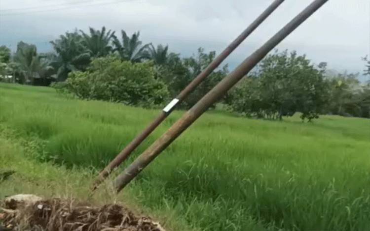Pohon Besar Tumbang di Trans Kalimantan Km 12 Kapuas Timur Timpa Kabel dan Miringkan Tiang