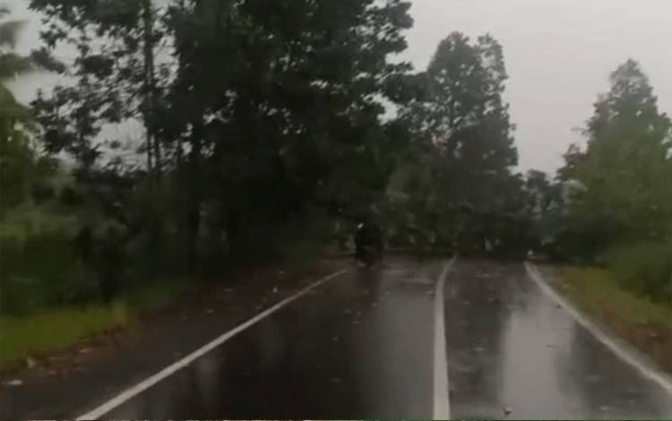 Empat Pohon Roboh Buat Jalan di Pulau Petak Kapuas Tertutup Total