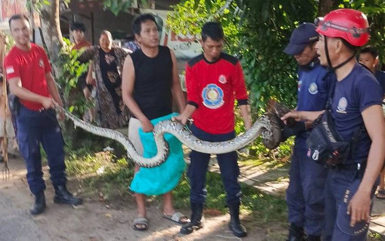 Damkar Seruyan Sigap Evakuasi Ular, Warga Diminta Selalu Waspada