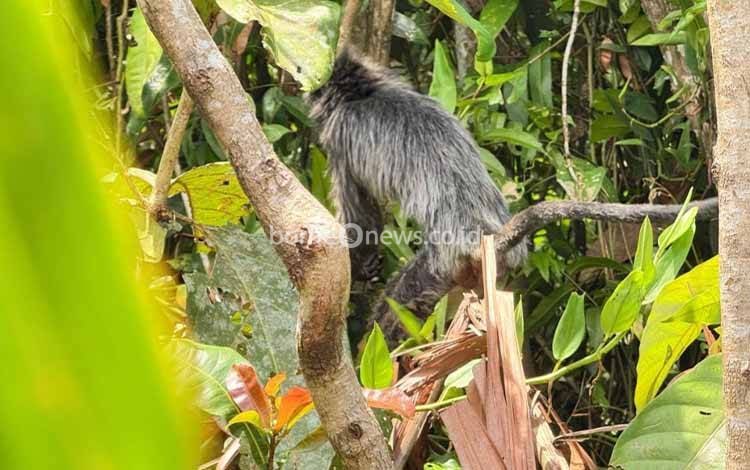 Lutung Abu-Abu Terluka Ditemukan di Permukiman Baamang Hilir Diduga Tersetrum Kabel Listrik