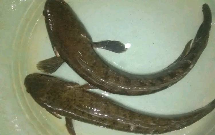 Ikan Gabus: Primadona Kuliner Banjar yang Kini Jadi Superfood Nasional