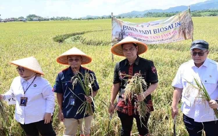 Padi Biosalin PGN-BRIN Hasilkan Produksi 176 Ton di Lahan 22 Ha