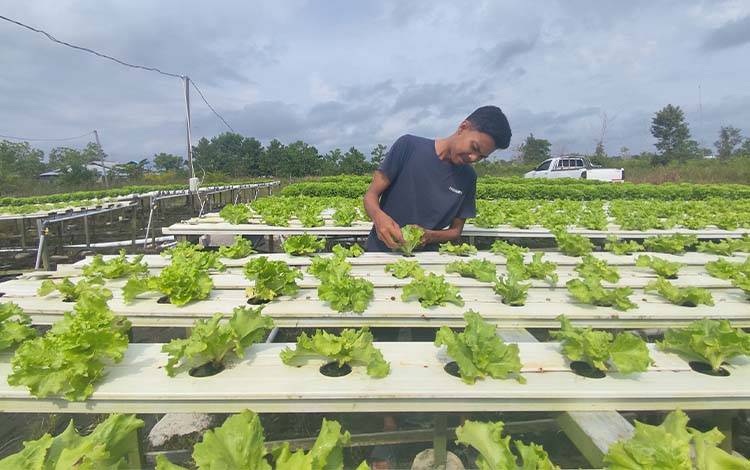 Dari Gagal Panen hingga Punya Lahan Sendiri, Perjuangan Petani Hidroponik Muda di Palangka Raya