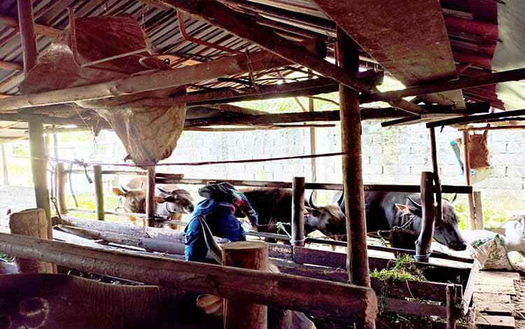 Puskeswan Kalampangan Pastikan Pemotongan Kurban di RPH Higienis dan Ramah Lingkungan
