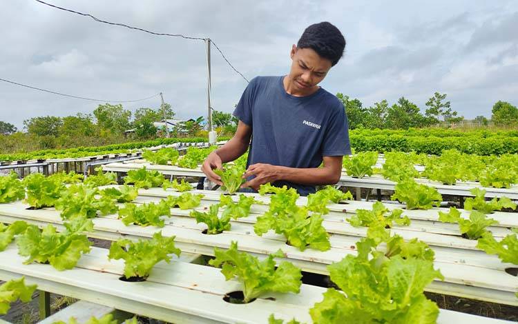 Bangkit dari Masalah Lahan, Usaha Hidroponik Anak Muda Ini Kini Mulai Stabil