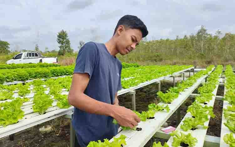 Strategi Petani Milenial dalam Menjaga Pasar Hidroponik