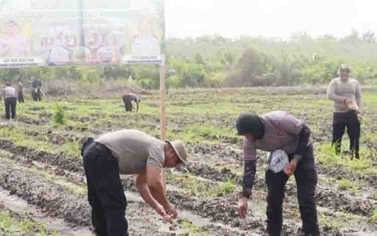 Dukung Ketahanan Pangan, Kompi 3 Batalyon A Pelopor Brimob Tanam Jagung di Tangkiling