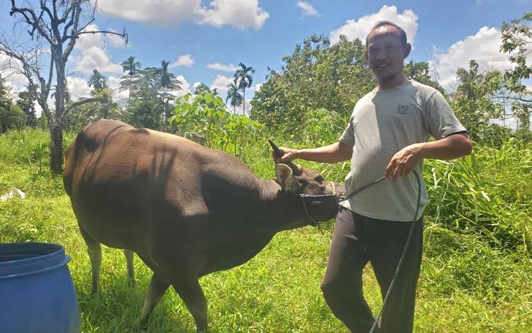 Harga Sapi Kurban di Sampit Naik Hingga Rp1 Juta, Dampak Kenaikan BBM