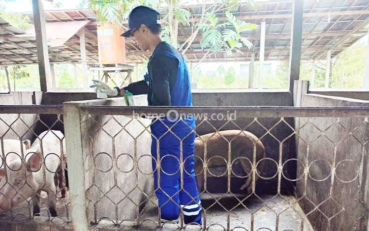 Dokter Hewan Imbau Peternak Babi di Palangka Raya Waspadai Virus ASF