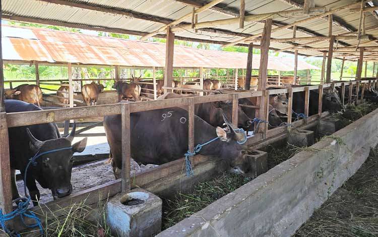 Kepala Puskeswan Imbau Masyarakat Palangka Raya Pastikan Memilih Sapi Sehat untuk Kurban