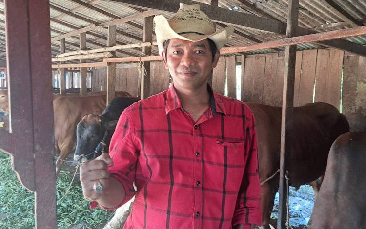 CV Annisa Jaya Bangkit di Pangkalan Bun Targetkan 500 Ekor Sapi Jelang Idul Adha 1447 H/2026