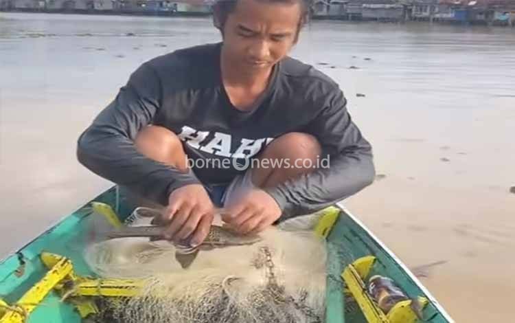 Ikan Sapu-sapu Mulai Geser Ikan Lokal di Banjarmasin, Alarm Ekosistem Sungai Kalimantan