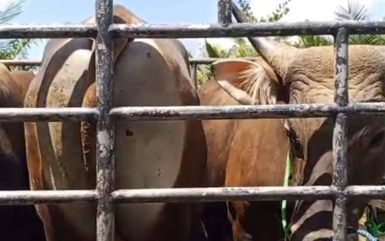 Jelang Iduladha, Harga Sapi Potong di Kapuas dan Pulang Pisau Merangkak Naik