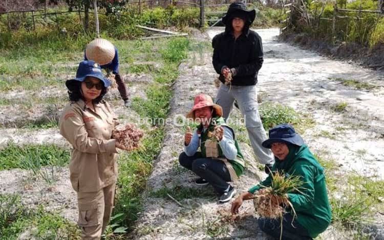 Gunung Mas Kembangkan Bawang Merah sebagai Potensi Pertanian Baru