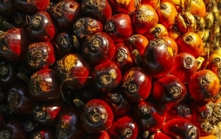 Ilustrasi tandan buah segar. Dalam periode ini, harga TBS di tingkat petani mengalami tren penurunan dibanding periode sebelumnya. (FOTO: FREEPIK)