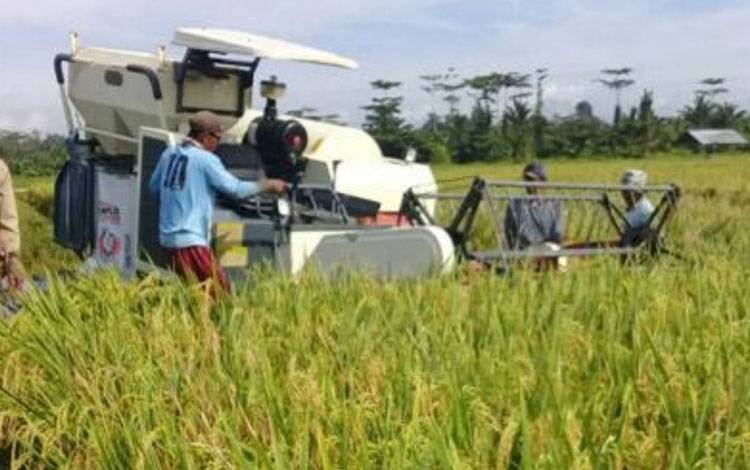 Nilai Tukar Petani Tanaman Pangan di Kalteng Naik 0,58 Persen