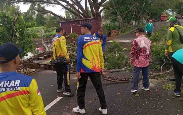 Damkarmat Seruyan Lakukan Pemangkasan Pohon Rawan Tumbang di Kuala Pembuang