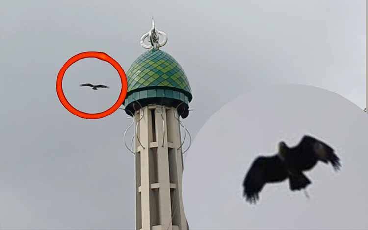Burung Elang Terbang Bebas di Langit Taman Kota Sampit